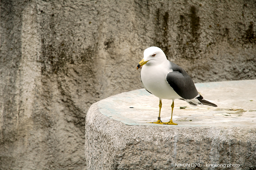 ueno park 46.jpg - 上野公園